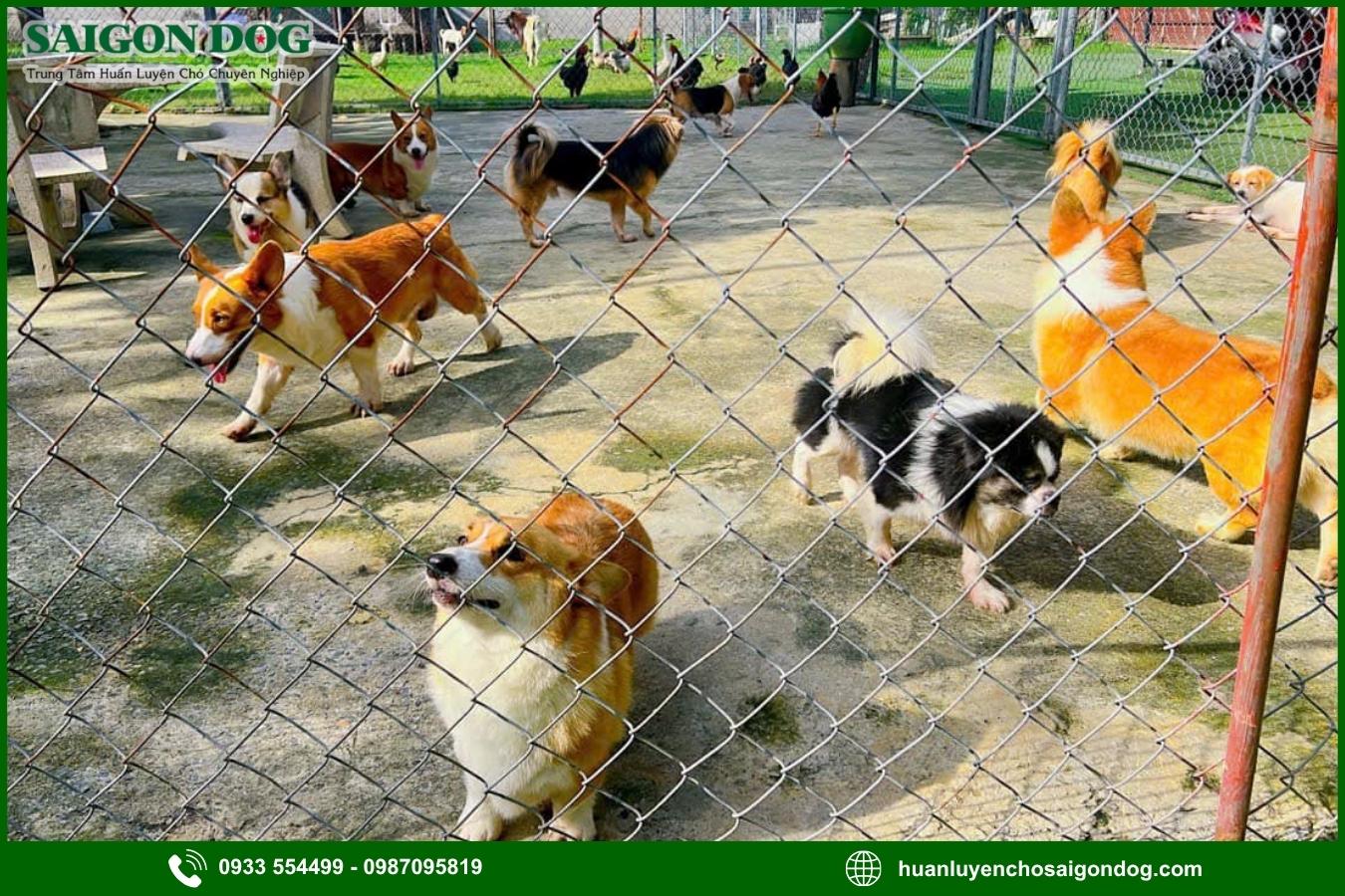 Huấn luyện chó theo giống là gì?