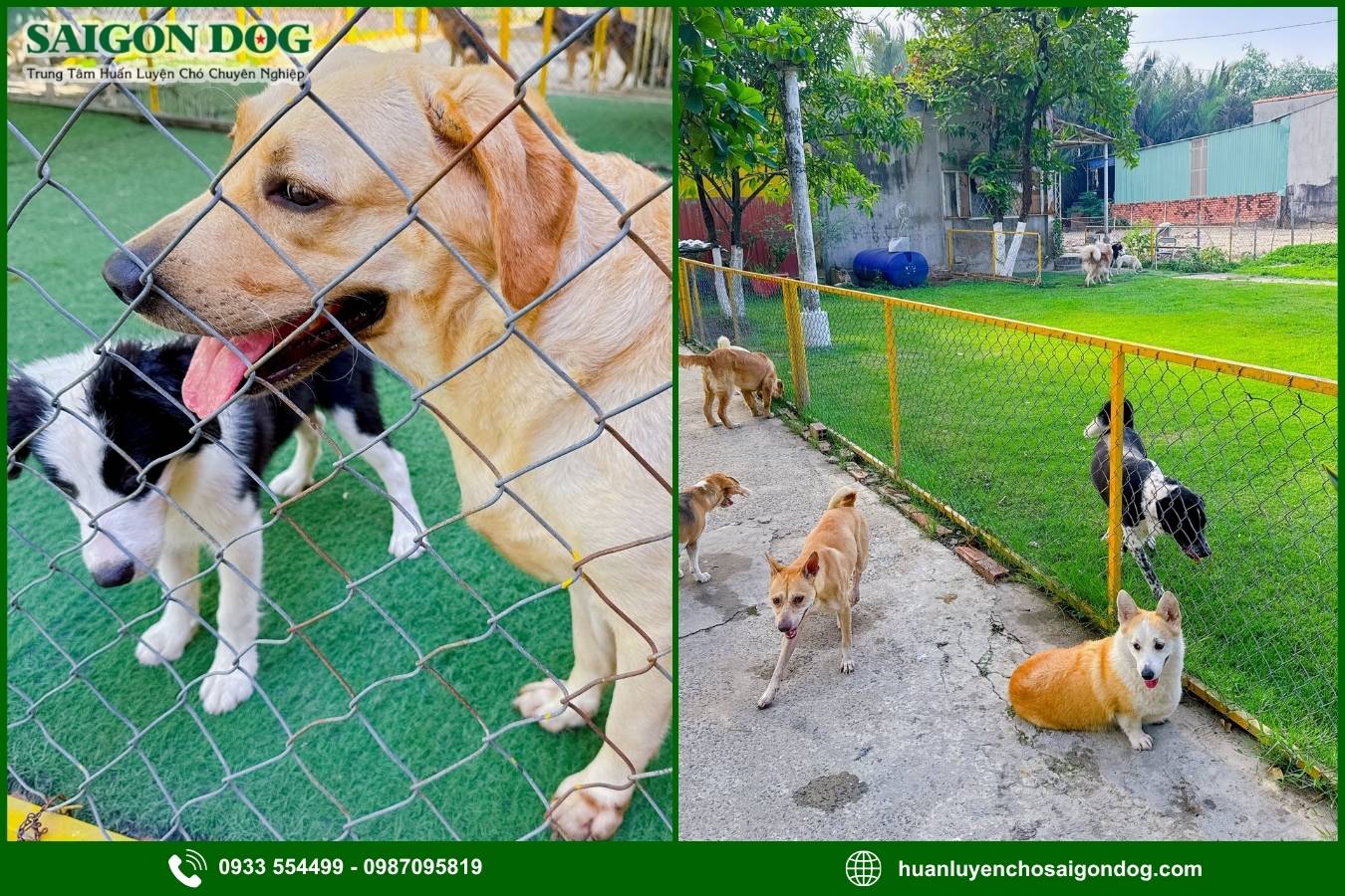 Huấn luyện chó theo yêu cầu là gì?