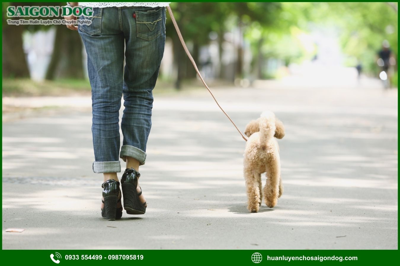 Lệnh heel là gì? Vì sao nên dạy chó đi cạnh?