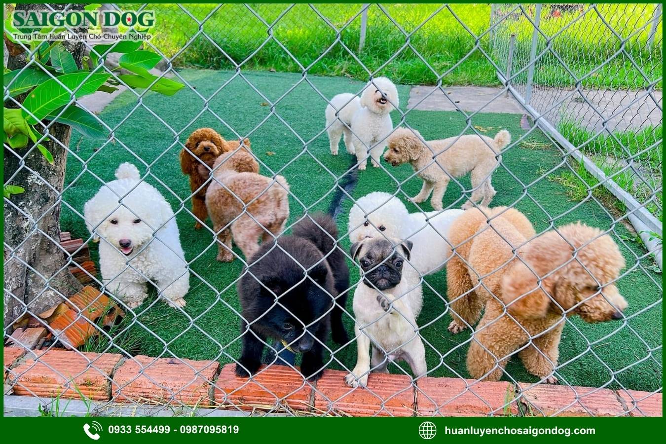 Liên hệ tư vấn dịch vụ tư vấn, điều trị bệnh ở chó