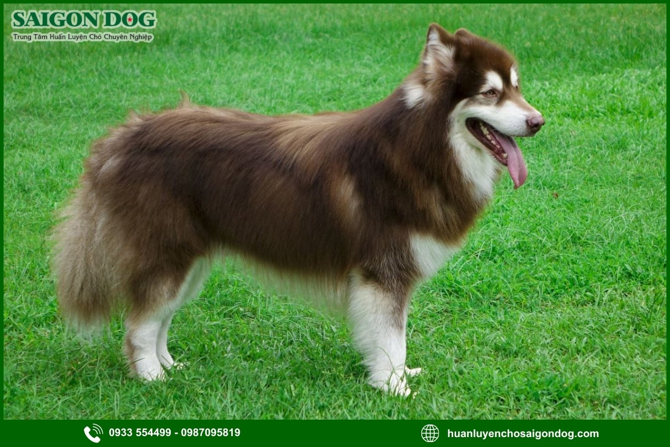 Lợi ích của việc đào tạo tại trại huấn luyện chó Alaska