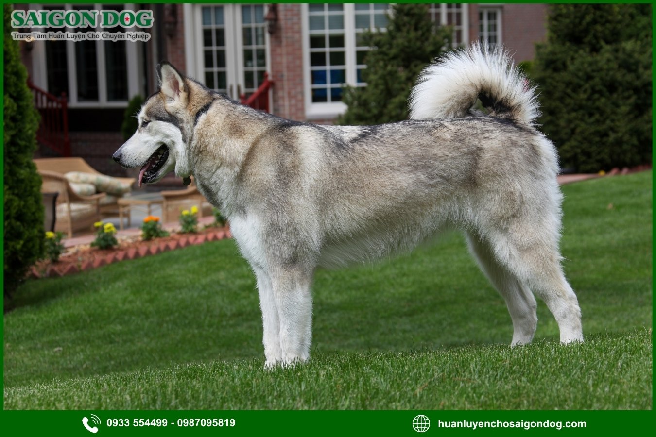 Lợi ích của việc đào tạo tại trại huấn luyện chó Alaska