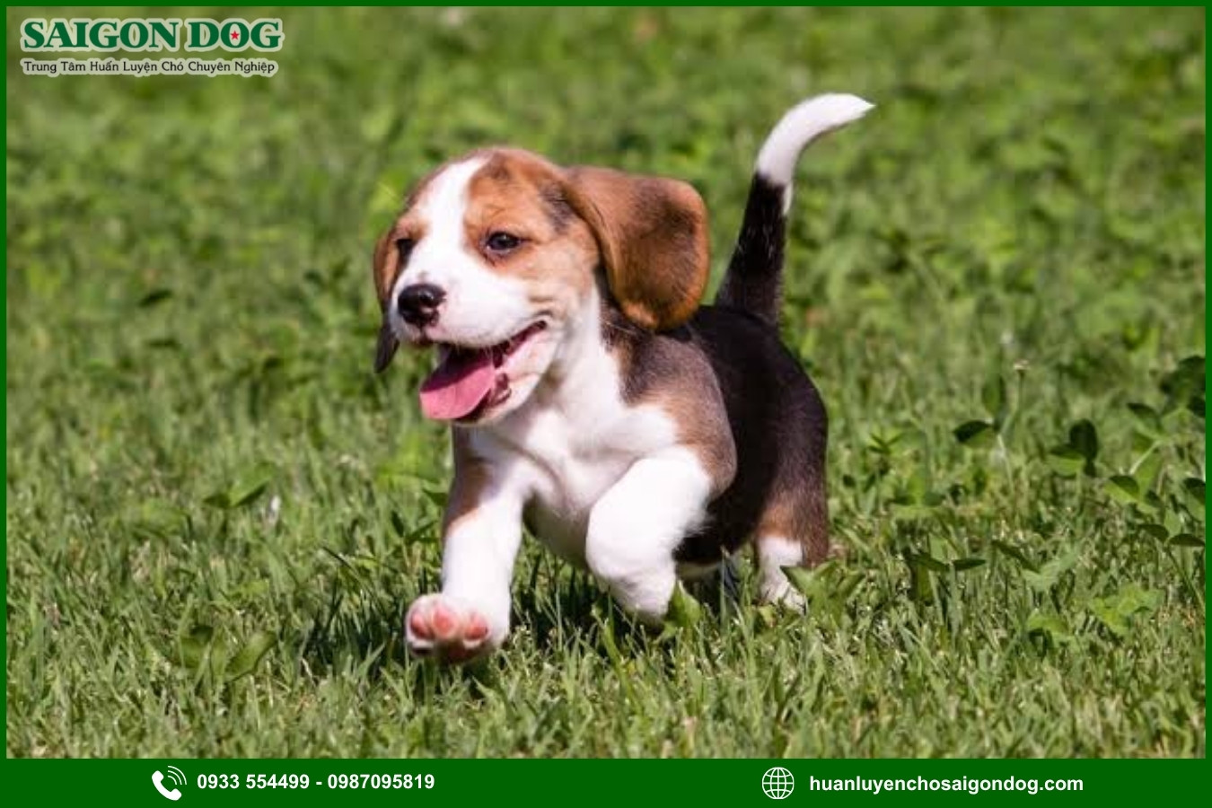 Lợi ích của việc đào tạo tại trại huấn luyện chó Beagle 