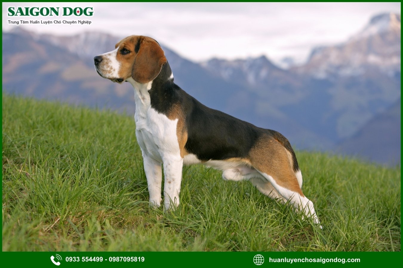 Lợi ích của việc đào tạo tại trại huấn luyện chó Beagle 