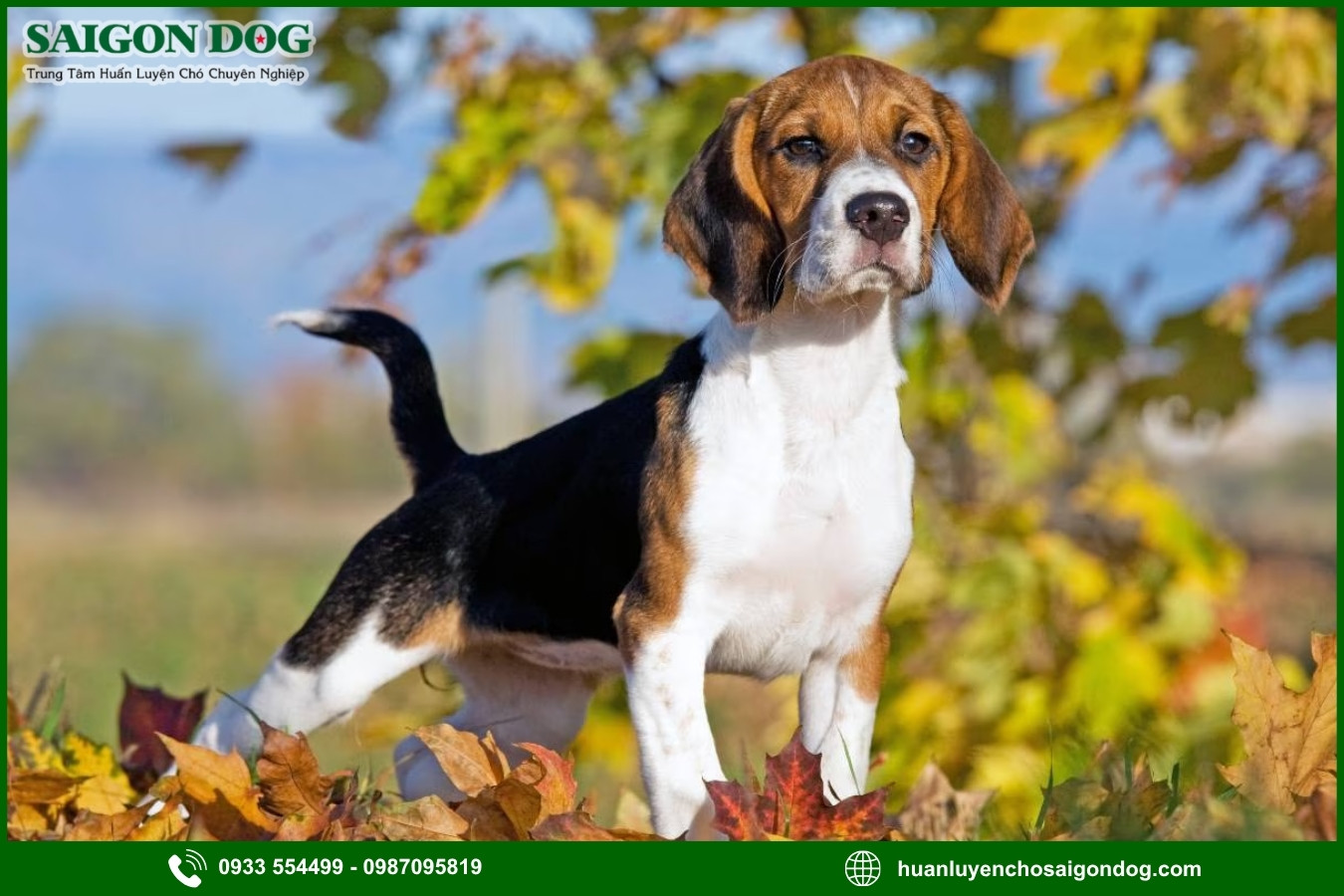Lợi ích của việc đào tạo tại trại huấn luyện chó Beagle 