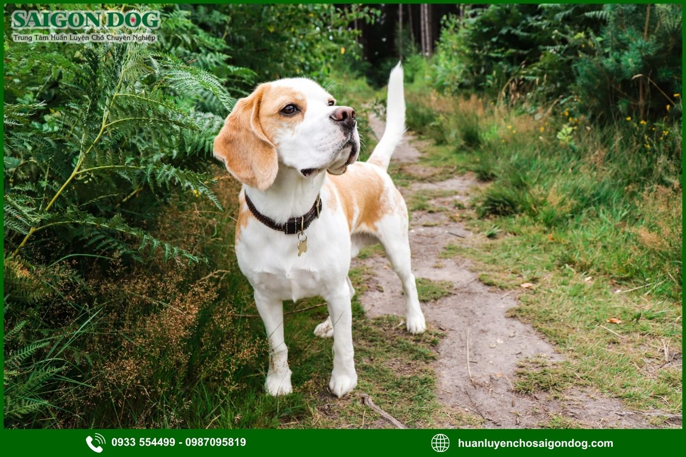 Lợi ích của việc đào tạo tại trại huấn luyện chó Beagle 