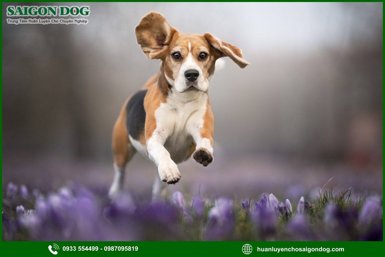 Lợi ích của việc đào tạo tại trại huấn luyện chó Beagle 