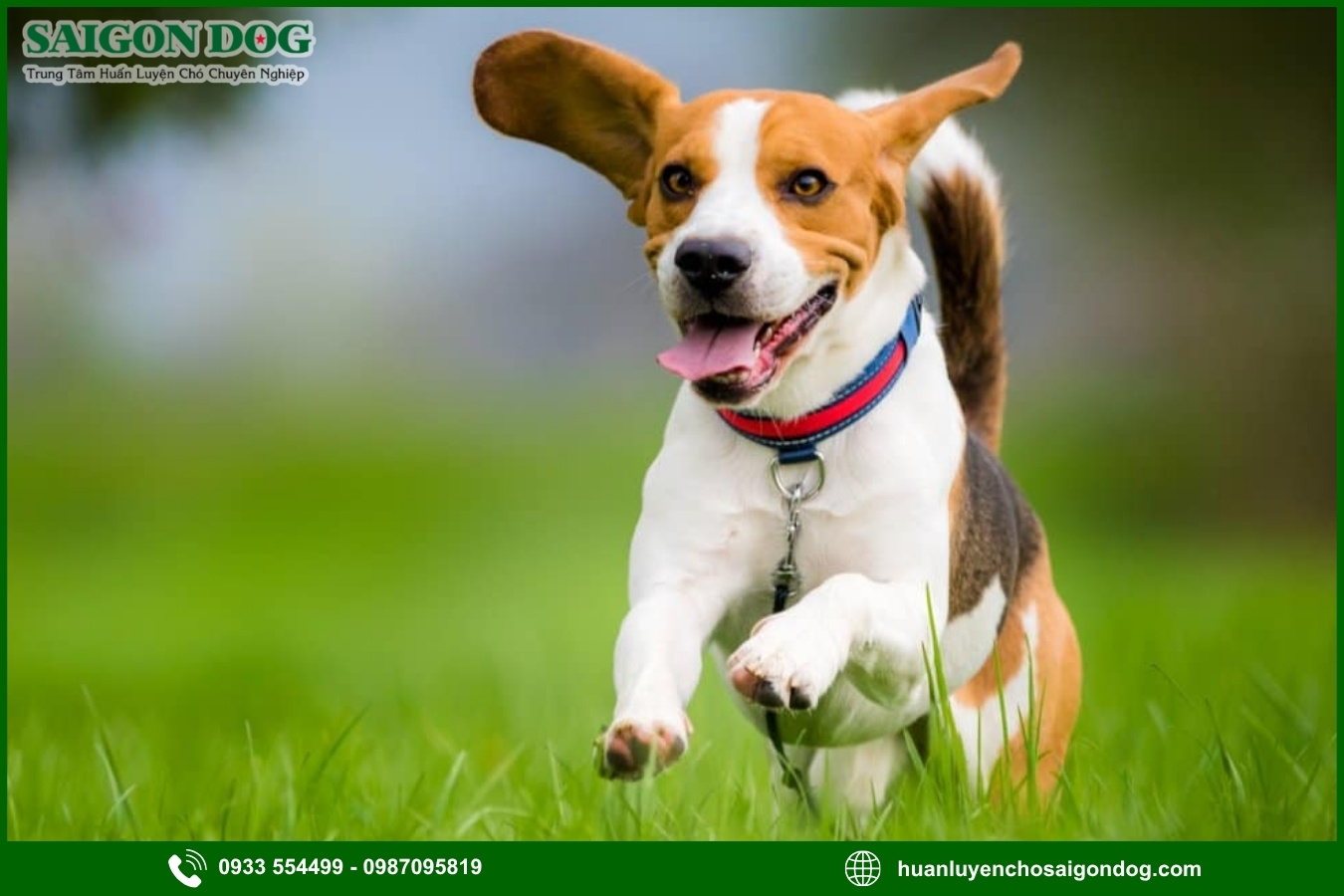 Lợi ích của việc đào tạo tại trại huấn luyện chó Beagle 