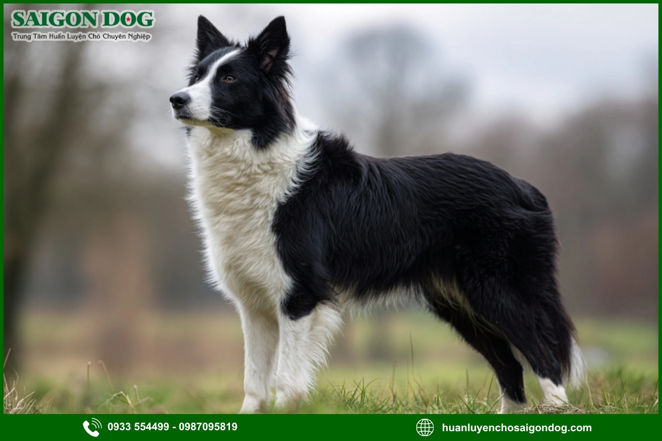 Lợi ích của việc đào tạo tại trại huấn luyện chó Border Collie