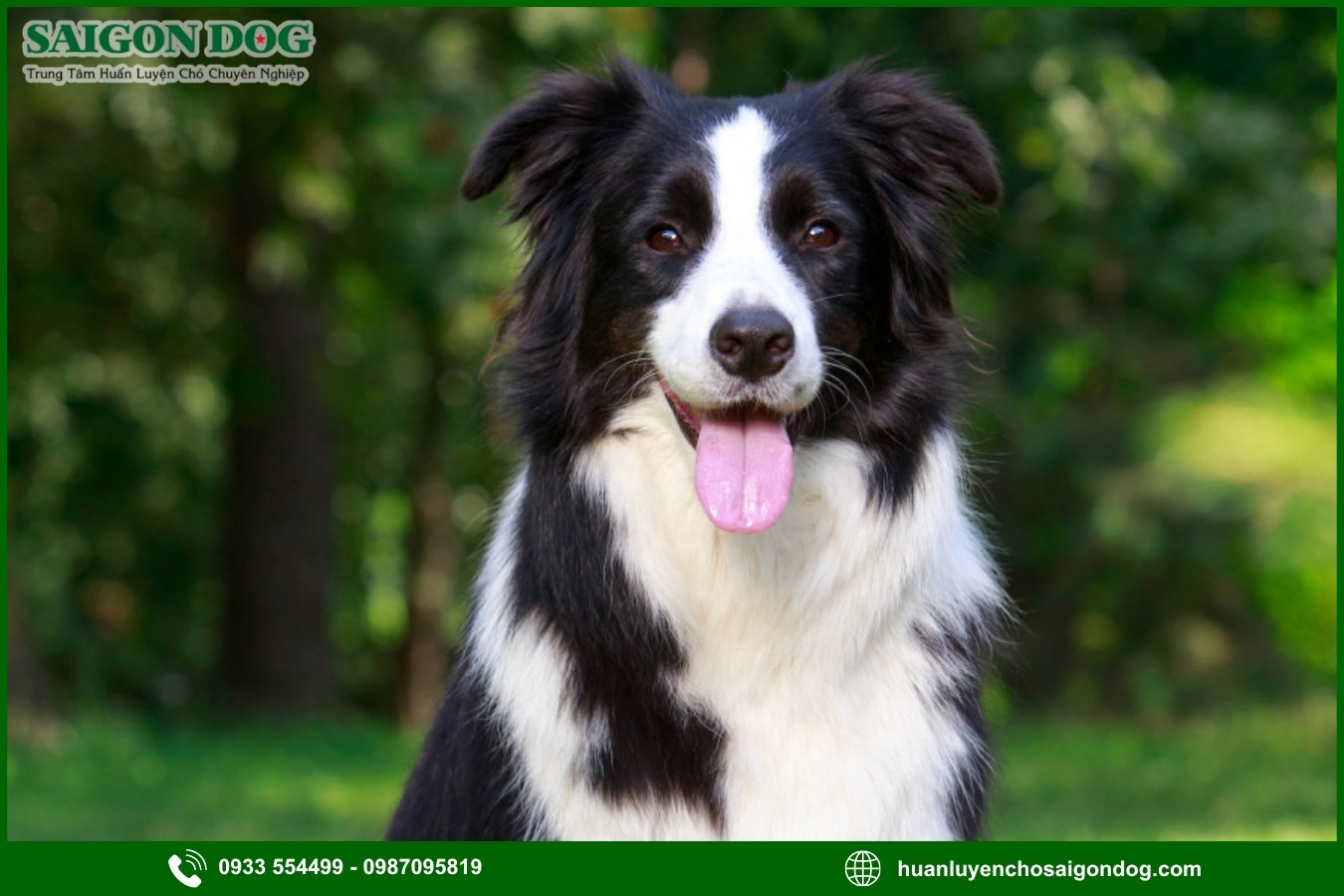 Lợi ích của việc đào tạo tại trại huấn luyện chó Border Collie