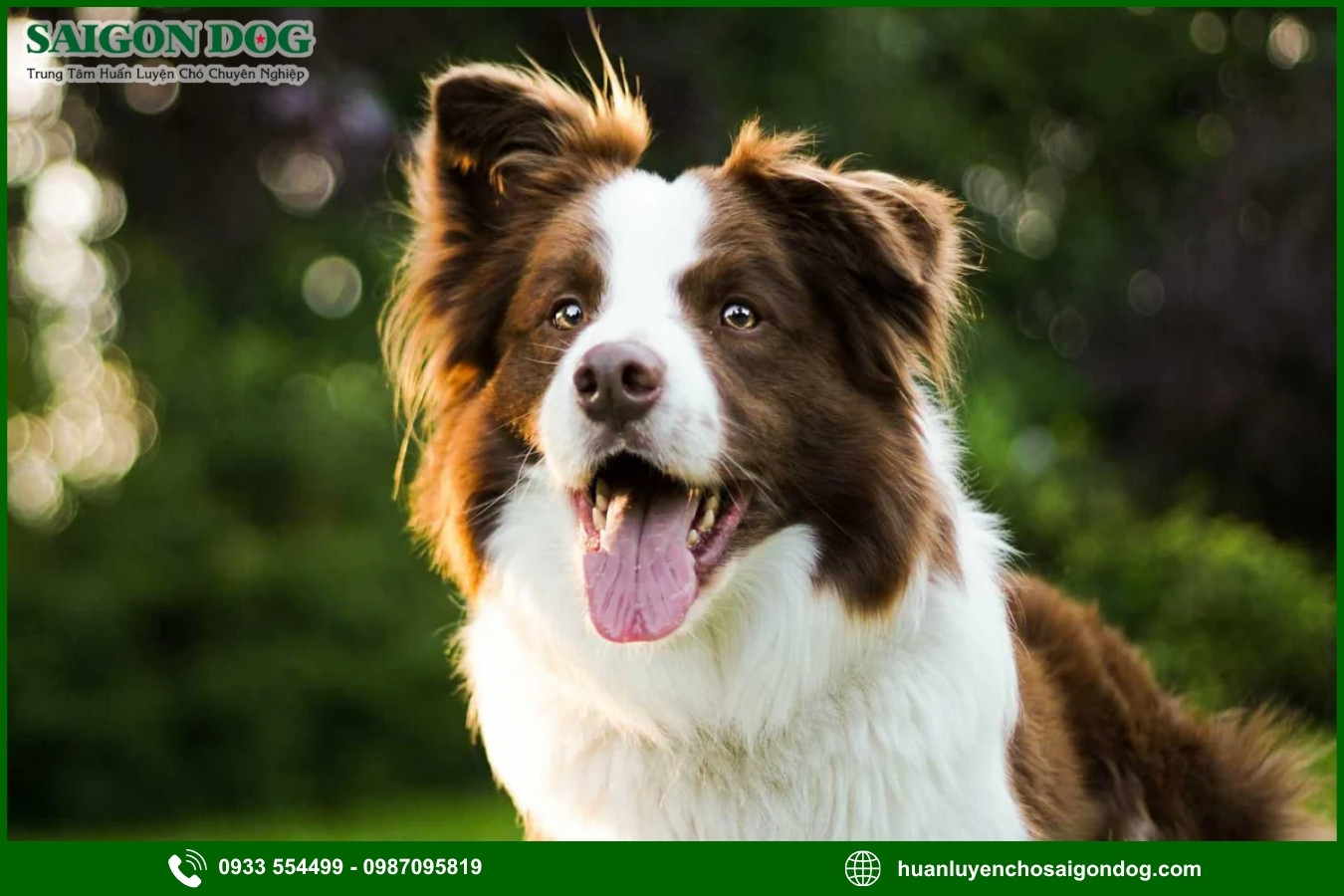 Lợi ích của việc đào tạo tại trại huấn luyện chó Border Collie