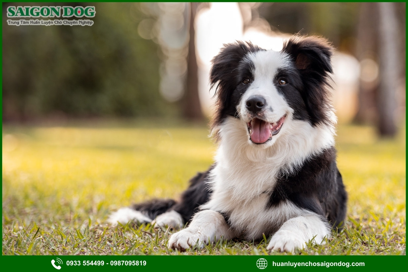 Lợi ích của việc đào tạo tại trại huấn luyện chó Border Collie