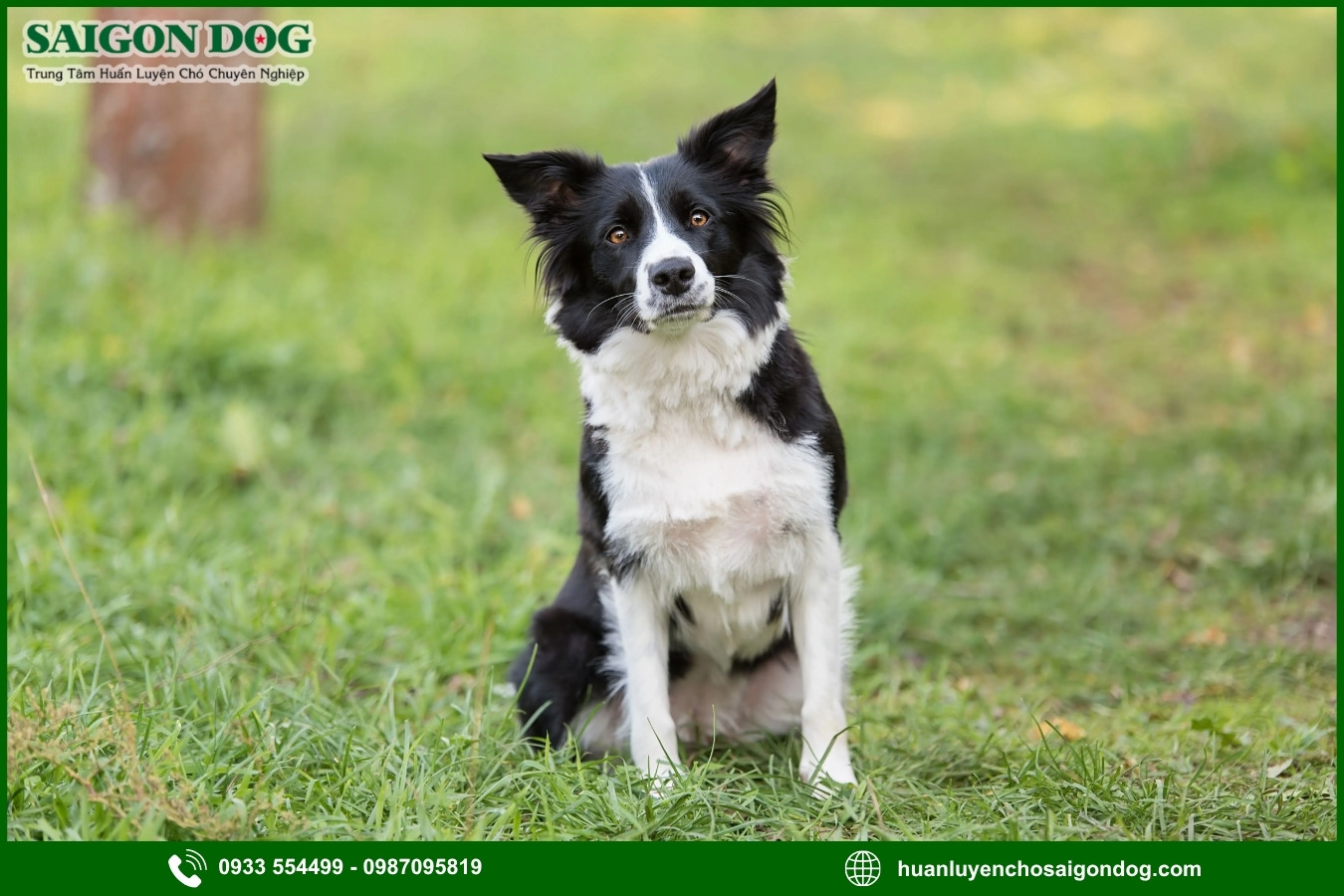 Lợi ích của việc đào tạo tại trại huấn luyện chó Border Collie