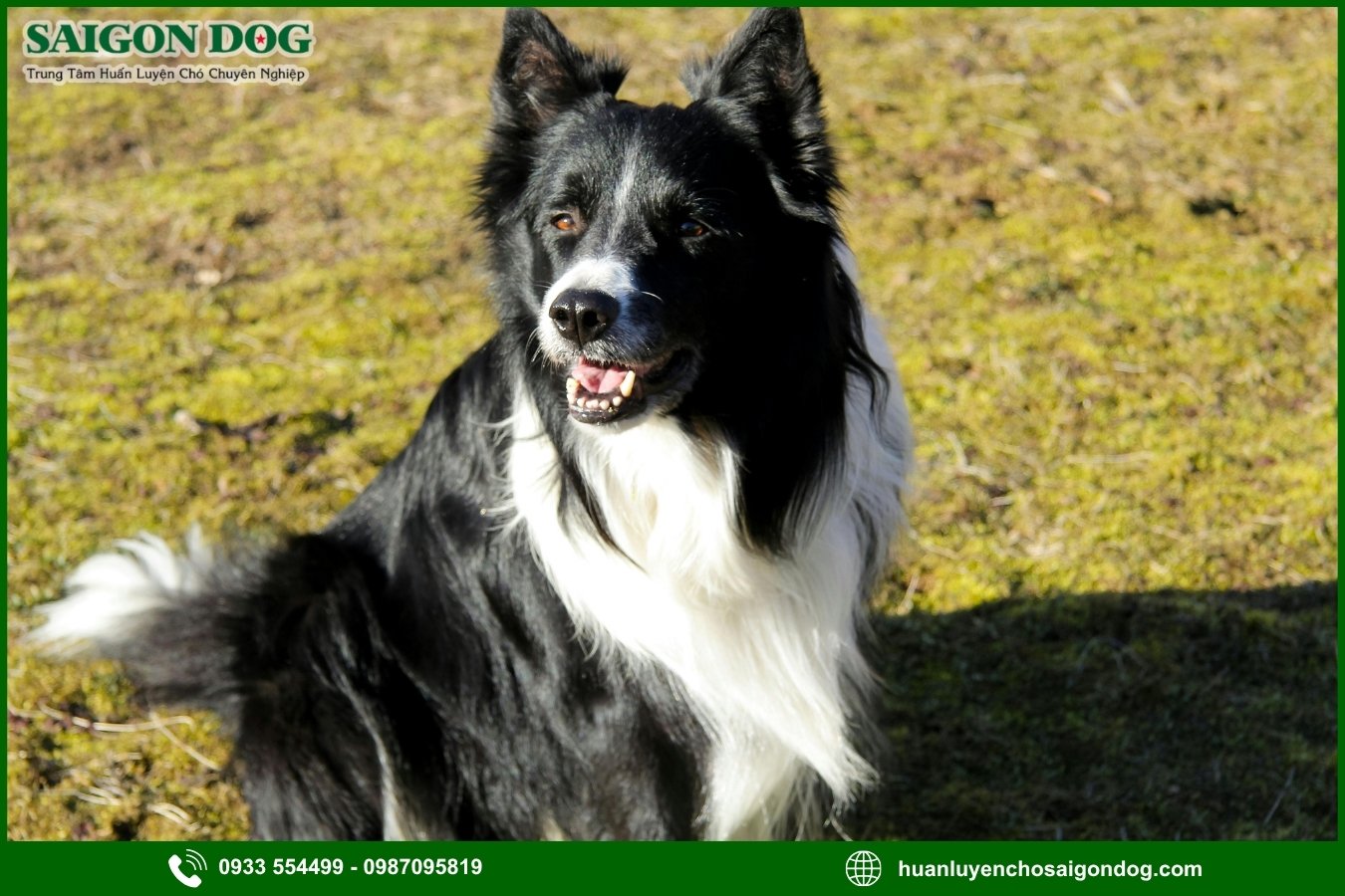Lợi ích của việc đào tạo tại trại huấn luyện chó Border Collie