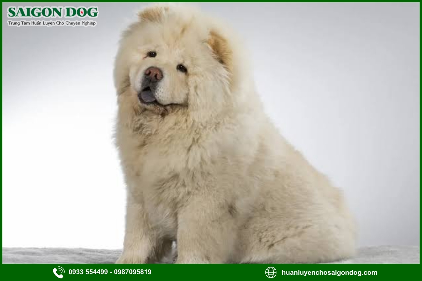 Lợi ích của việc đào tạo tại trại huấn luyện chó Chow Chow
