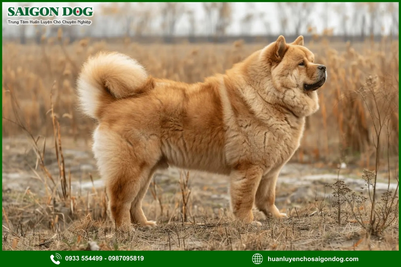 Lợi ích của việc đào tạo tại trại huấn luyện chó Chow Chow