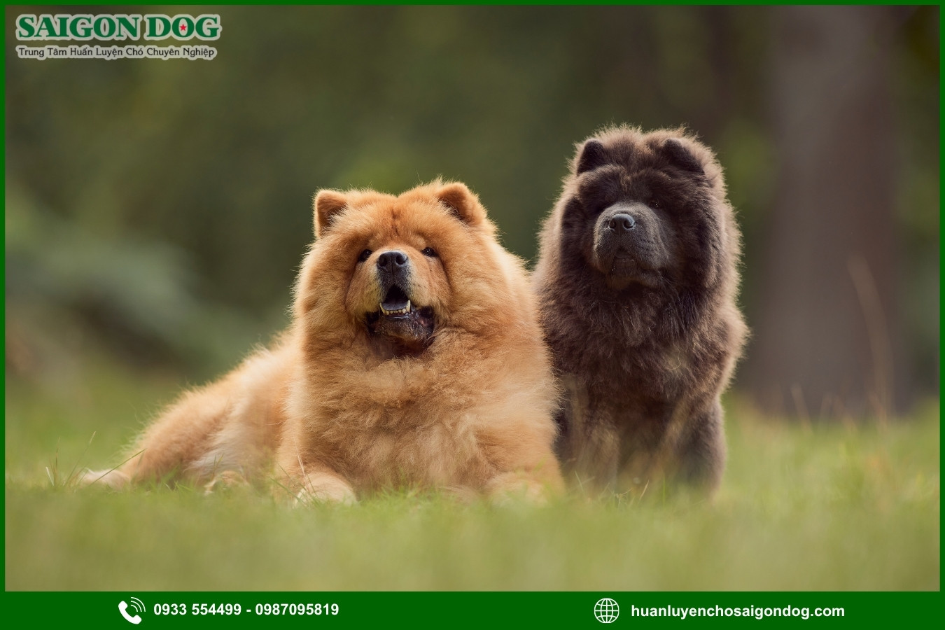 Lợi ích của việc đào tạo tại trại huấn luyện chó Chow Chow