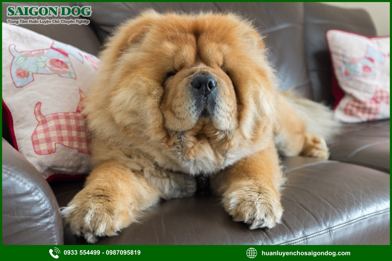 Lợi ích của việc đào tạo tại trại huấn luyện chó Chow Chow