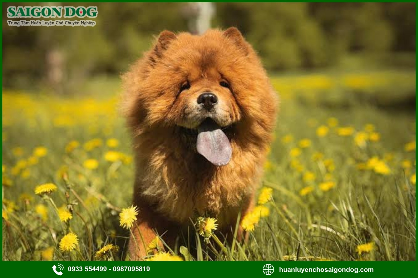Lợi ích của việc đào tạo tại trại huấn luyện chó Chow Chow