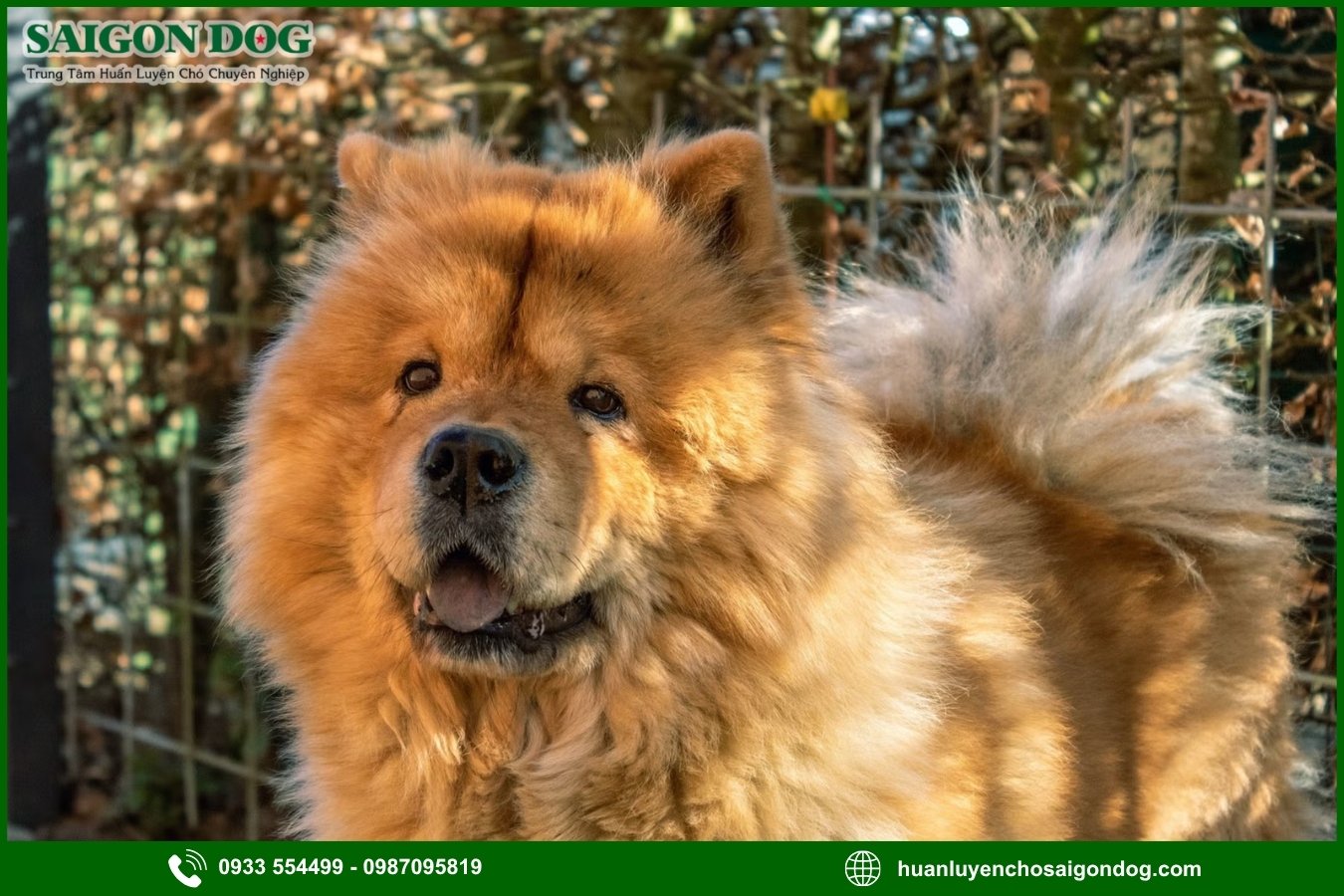 Lợi ích của việc đào tạo tại trại huấn luyện chó Chow Chow