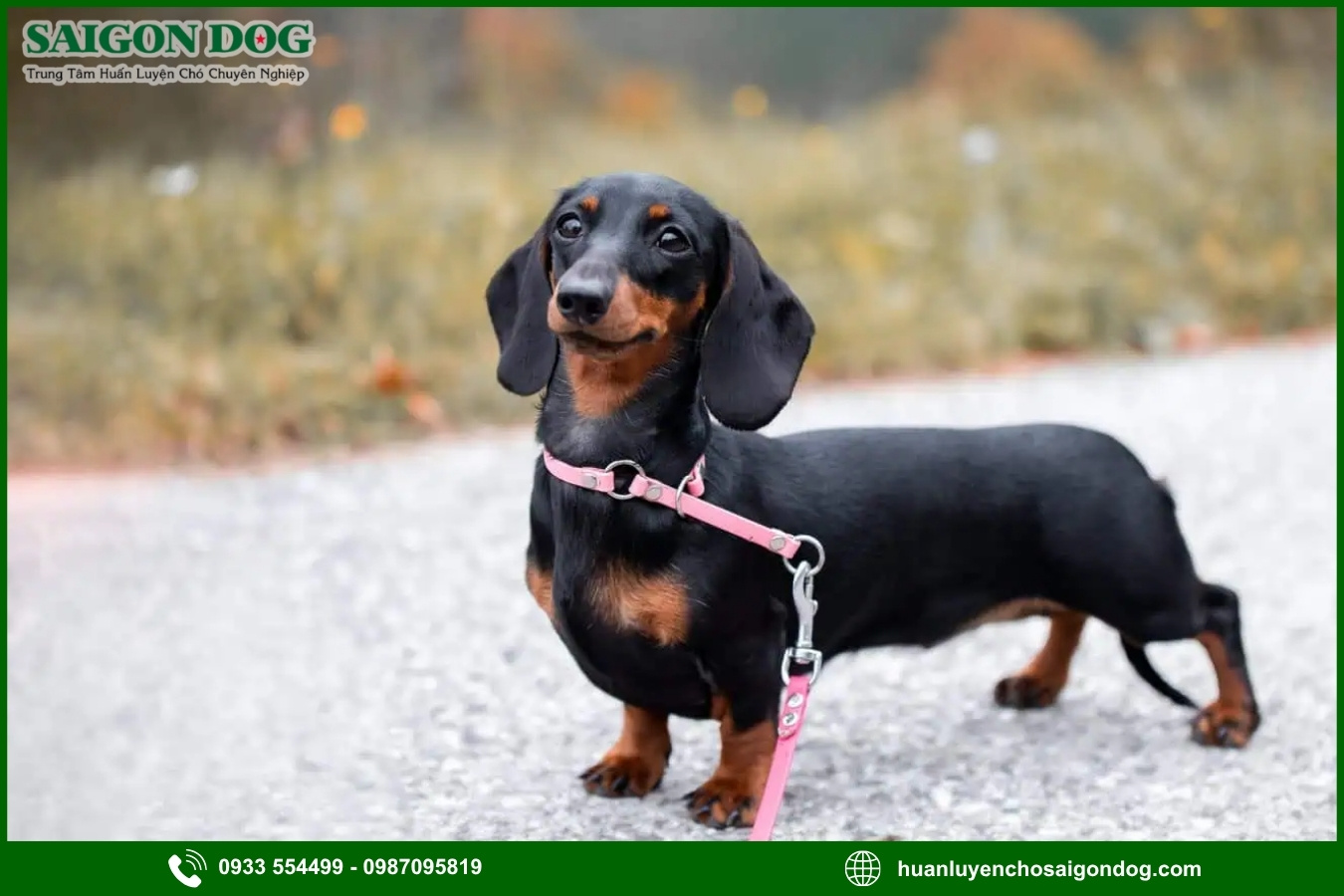 Lợi ích của việc đào tạo tại trại huấn luyện chó Dachshund