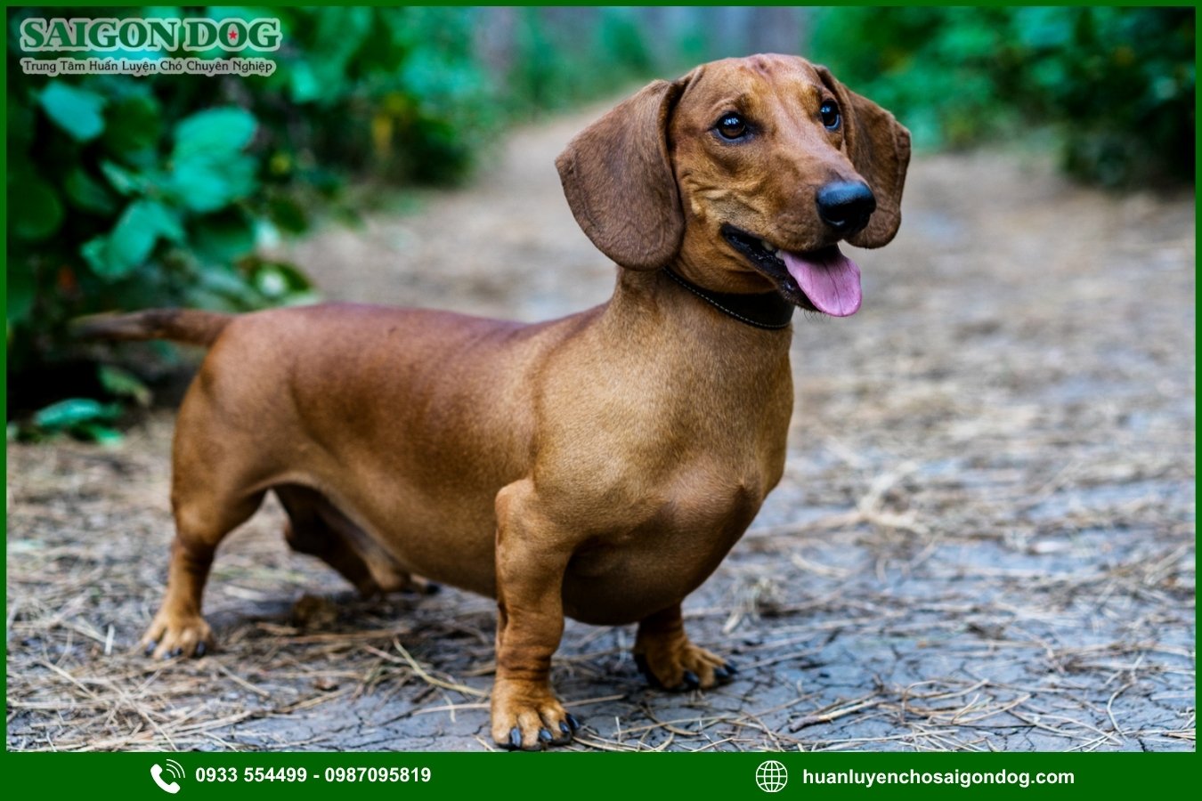 Lợi ích của việc đào tạo tại trại huấn luyện chó Dachshund