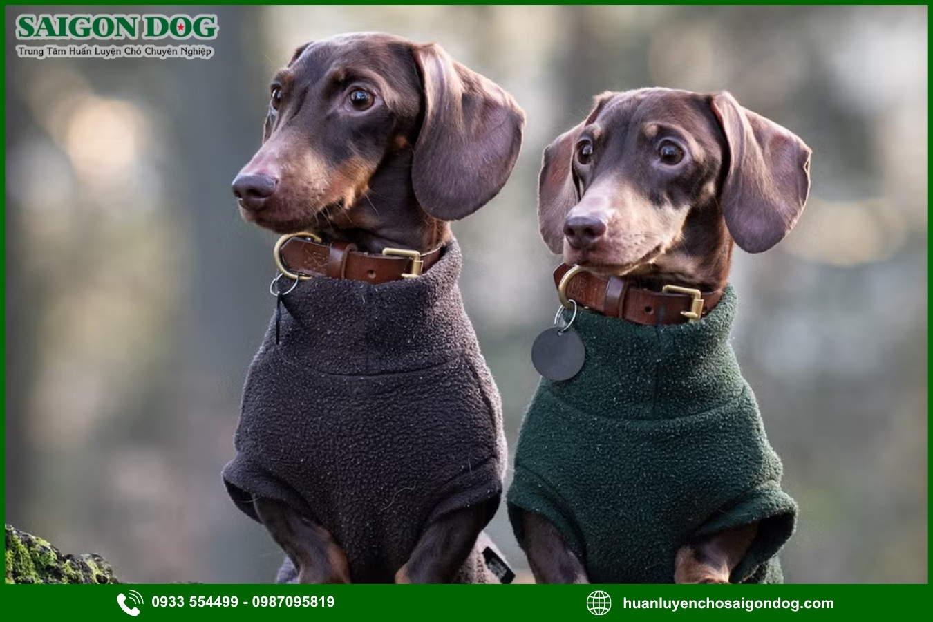 Lợi ích của việc đào tạo tại trại huấn luyện chó Dachshund