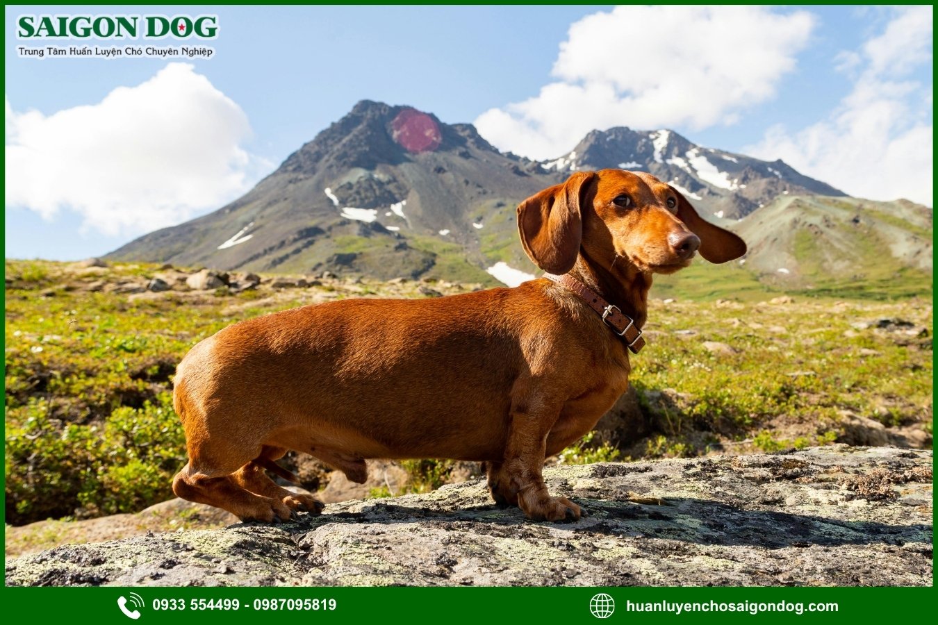 Lợi ích của việc đào tạo tại trại huấn luyện chó Dachshund