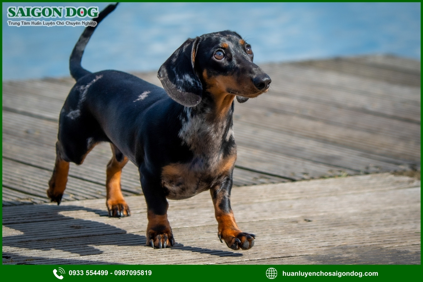 Lợi ích của việc đào tạo tại trại huấn luyện chó Dachshund