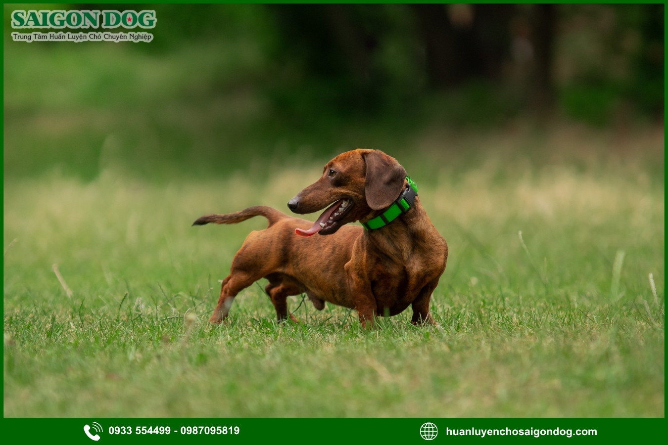 Lợi ích của việc đào tạo tại trại huấn luyện chó Dachshund