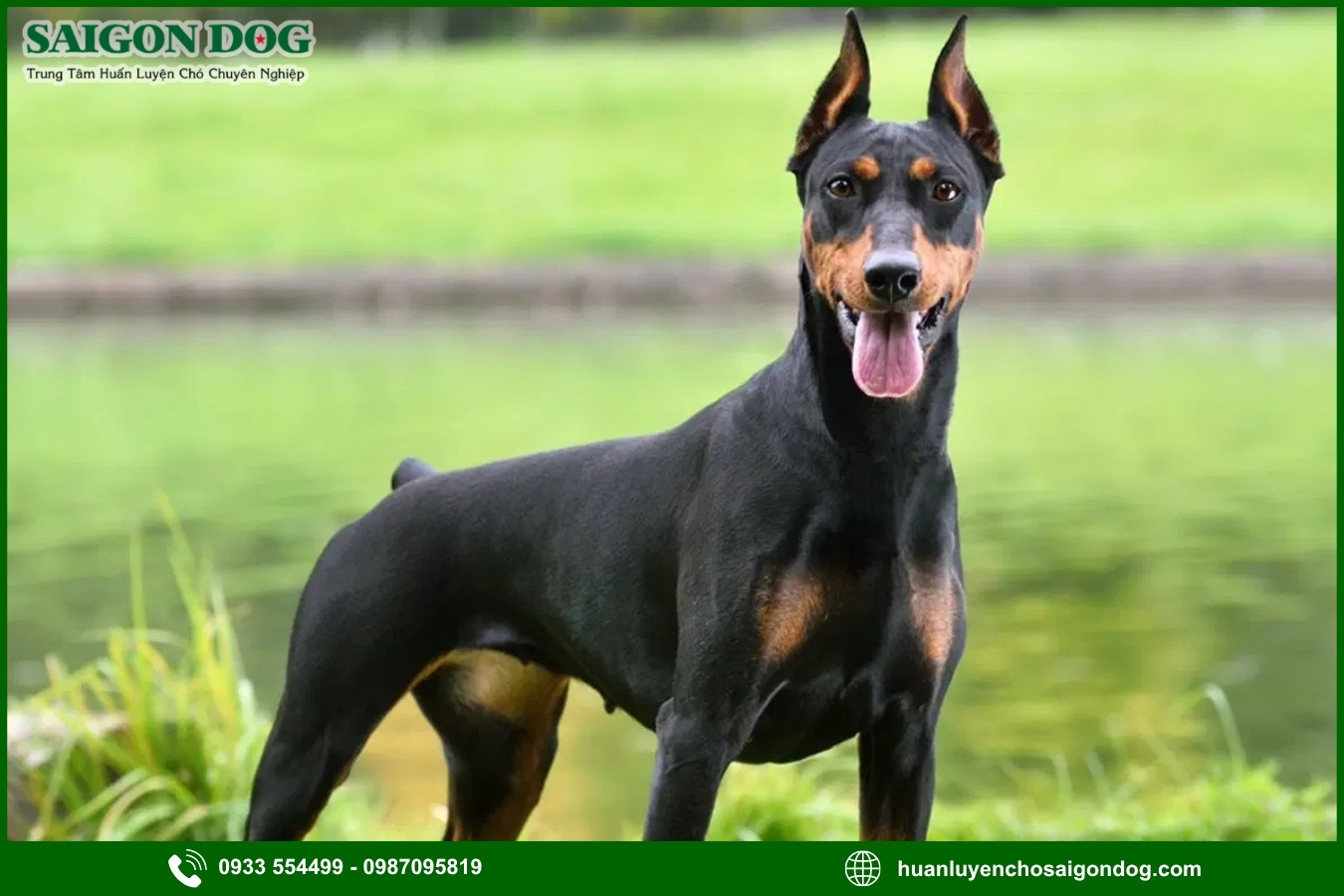 Lợi ích của việc đào tạo tại trại huấn luyện chó Doberman