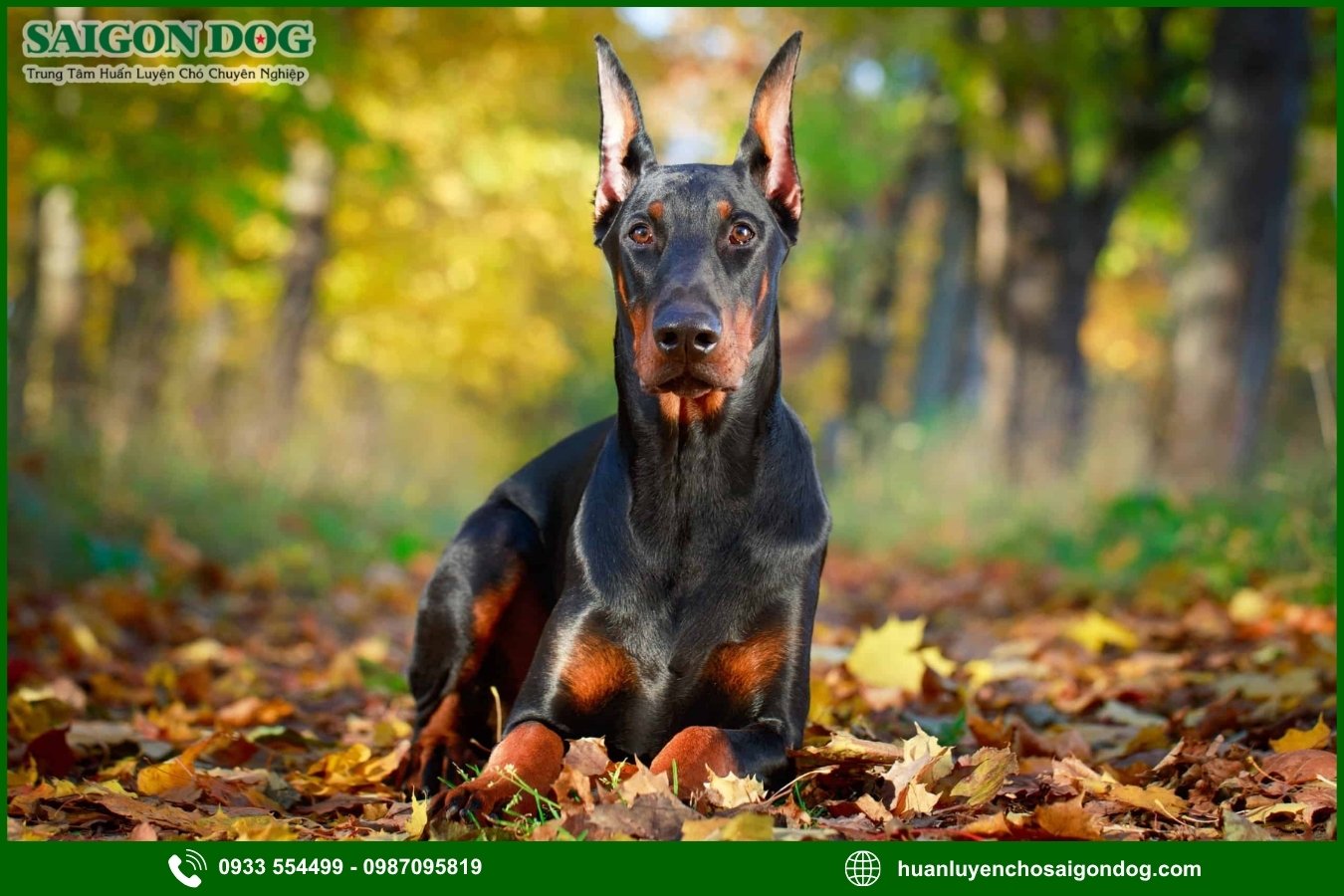 Lợi ích của việc đào tạo tại trại huấn luyện chó Doberman