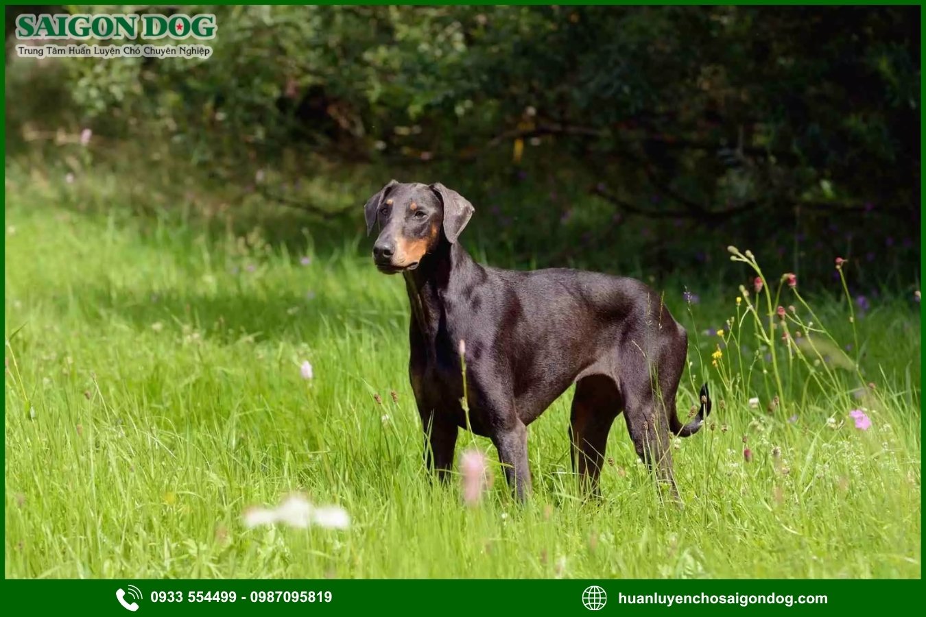 Lợi ích của việc đào tạo tại trại huấn luyện chó Doberman