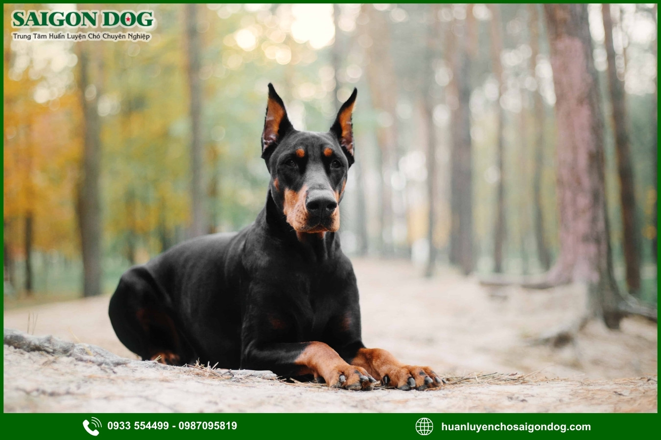 Lợi ích của việc đào tạo tại trại huấn luyện chó Doberman