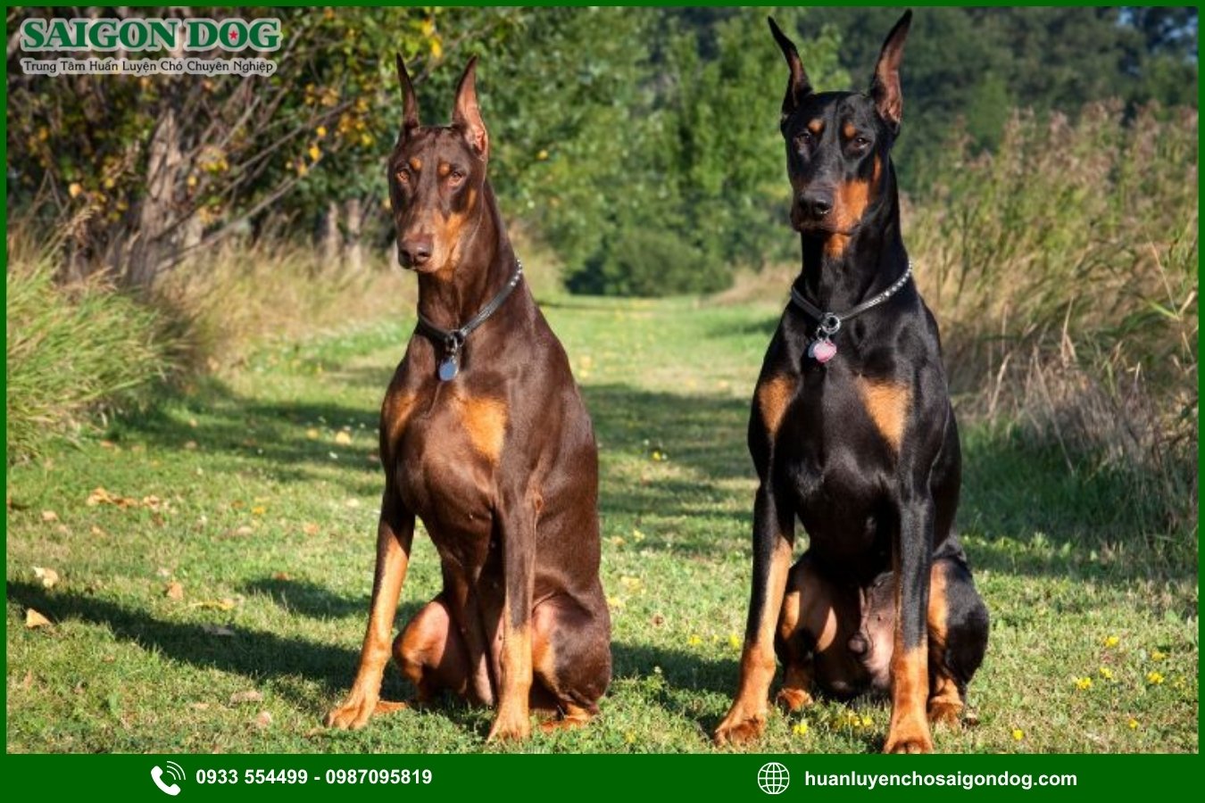 Lợi ích của việc đào tạo tại trại huấn luyện chó Doberman