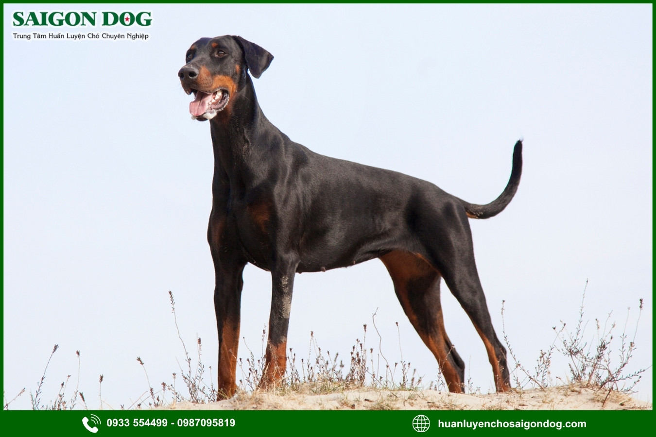 Lợi ích của việc đào tạo tại trại huấn luyện chó Doberman