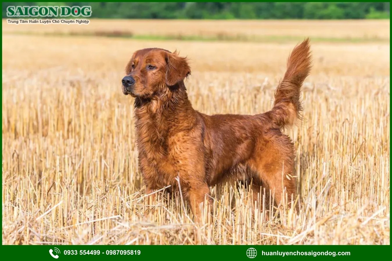 Lợi ích của việc đào tạo tại trại huấn luyện chó Golden