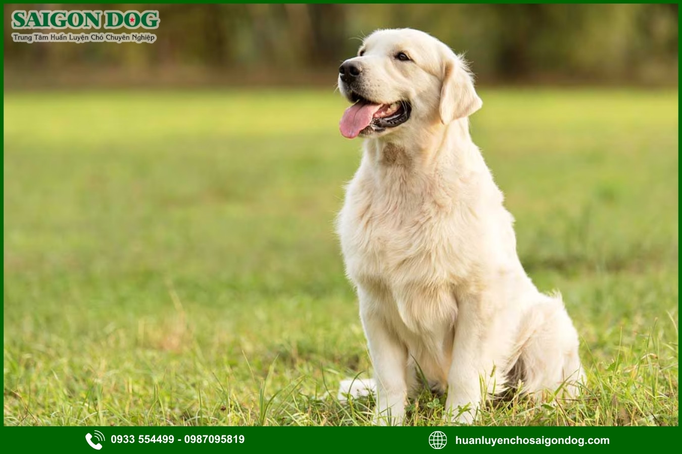 Lợi ích của việc đào tạo tại trại huấn luyện chó Golden