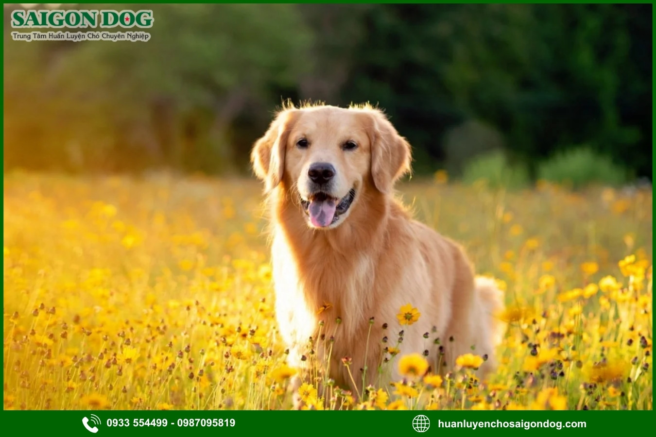 Lợi ích của việc đào tạo tại trại huấn luyện chó Golden