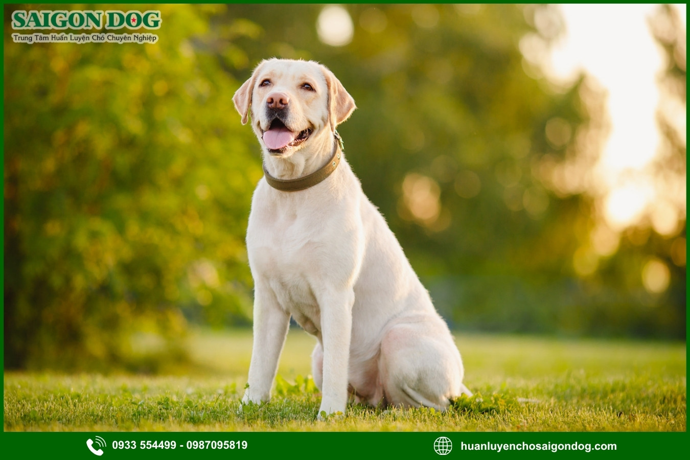Lợi ích của việc đào tạo tại trại huấn luyện chó Labrador Retriever 