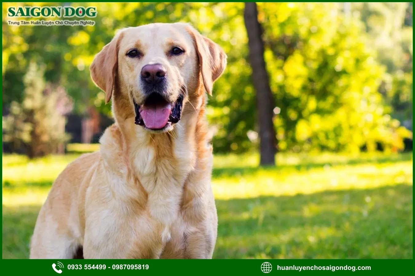Lợi ích của việc đào tạo tại trại huấn luyện chó Labrador Retriever 