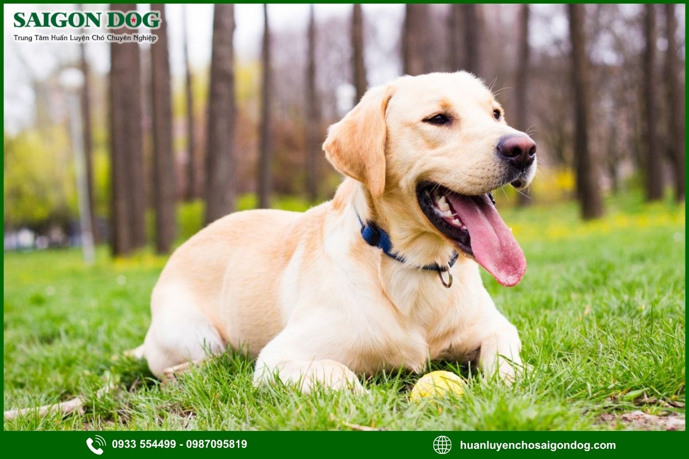 Lợi ích của việc đào tạo tại trại huấn luyện chó Labrador Retriever 
