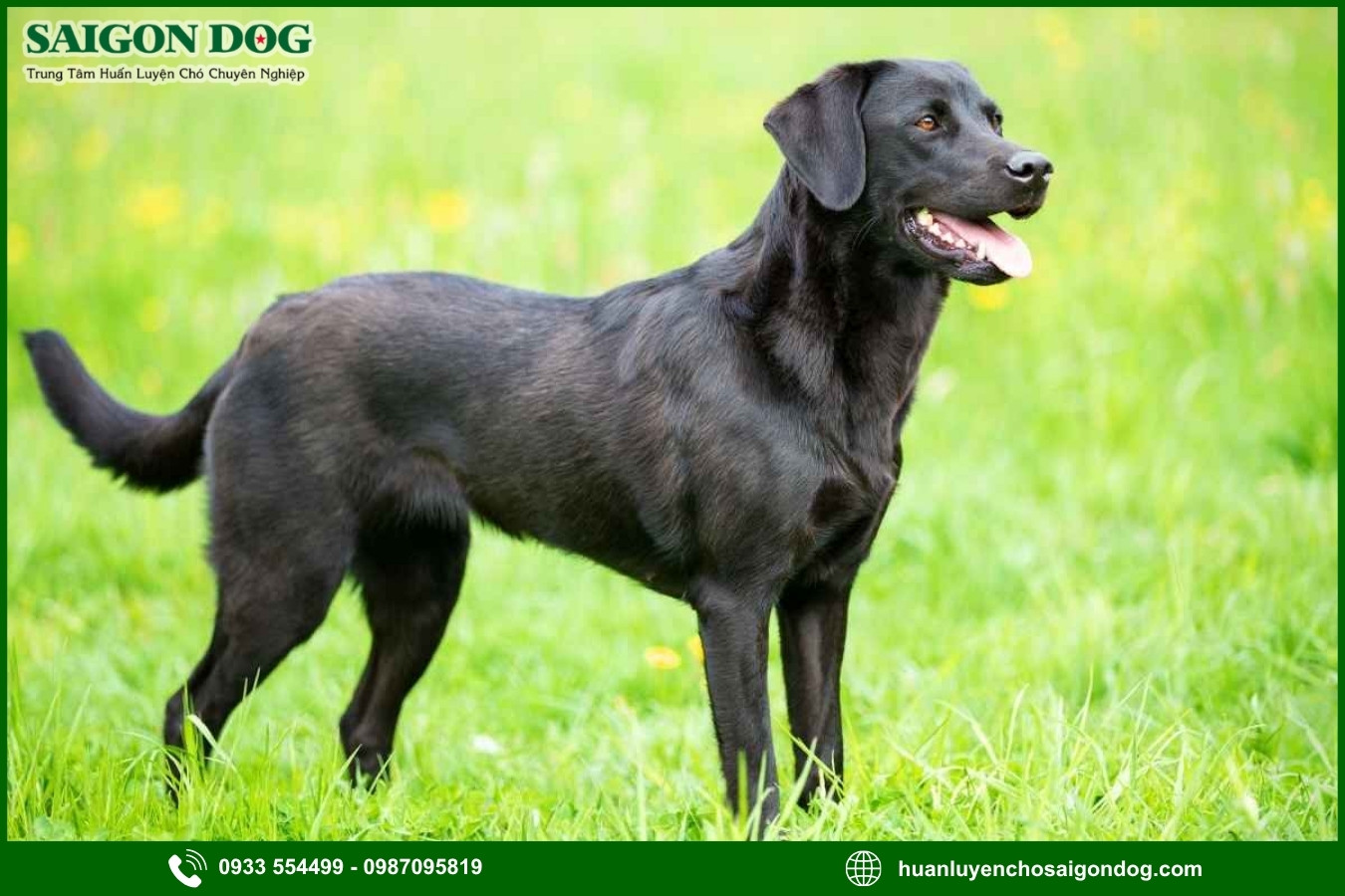 Lợi ích của việc đào tạo tại trại huấn luyện chó Labrador Retriever 