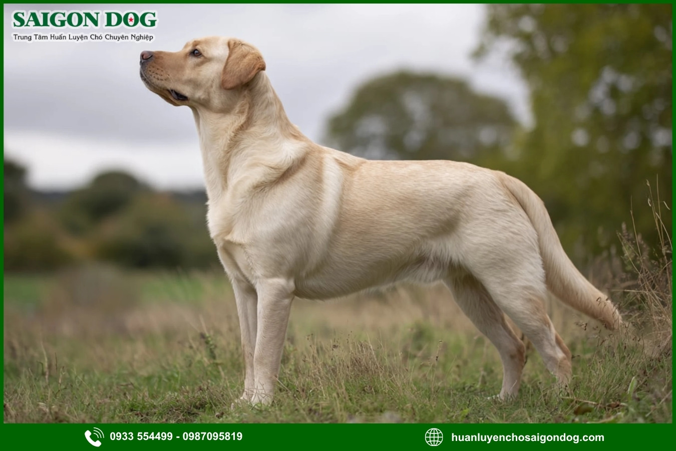 Lợi ích của việc đào tạo tại trại huấn luyện chó Labrador Retriever 