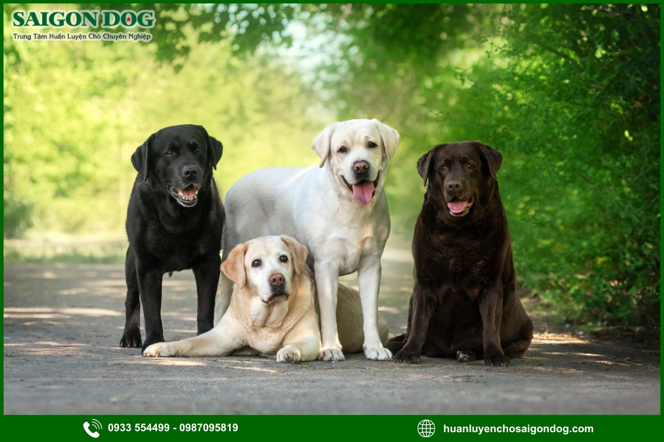 Lợi ích của việc đào tạo tại trại huấn luyện chó Labrador Retriever 