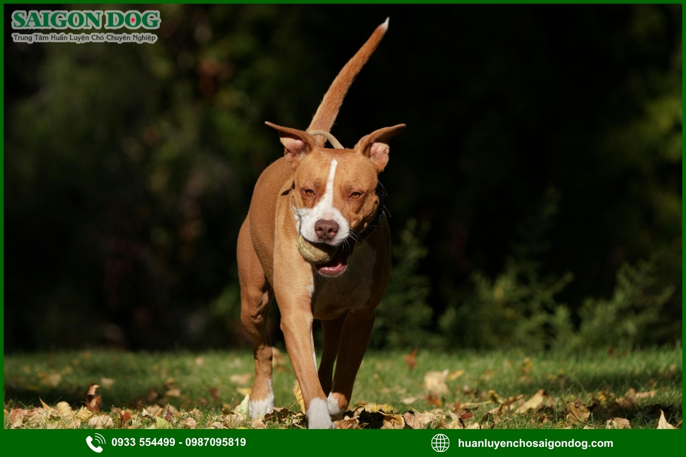 Lợi ích của việc đào tạo tại trại huấn luyện chó Pitbull