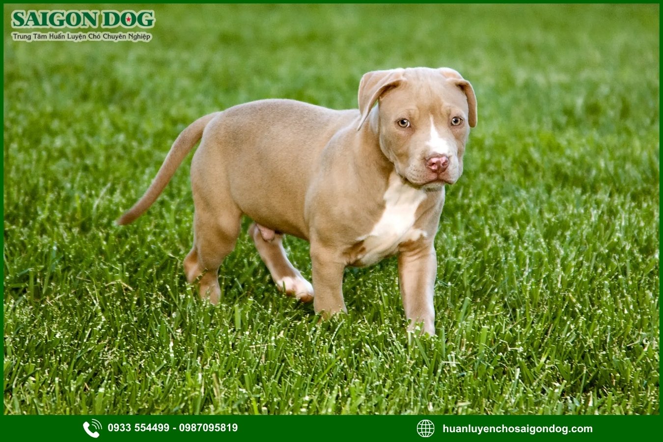 Lợi ích của việc đào tạo tại trại huấn luyện chó Pitbull