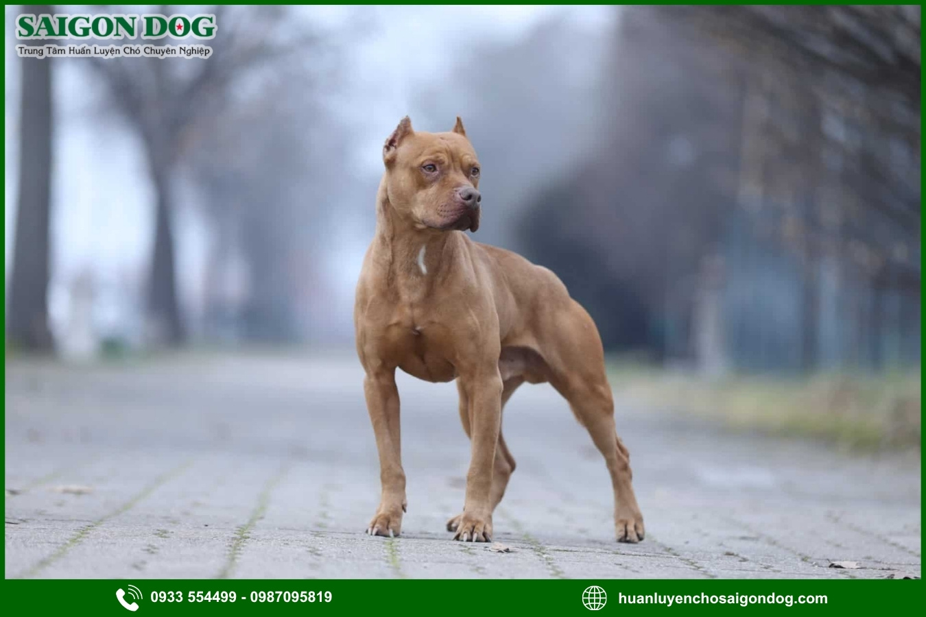 Lợi ích của việc đào tạo tại trại huấn luyện chó Pitbull