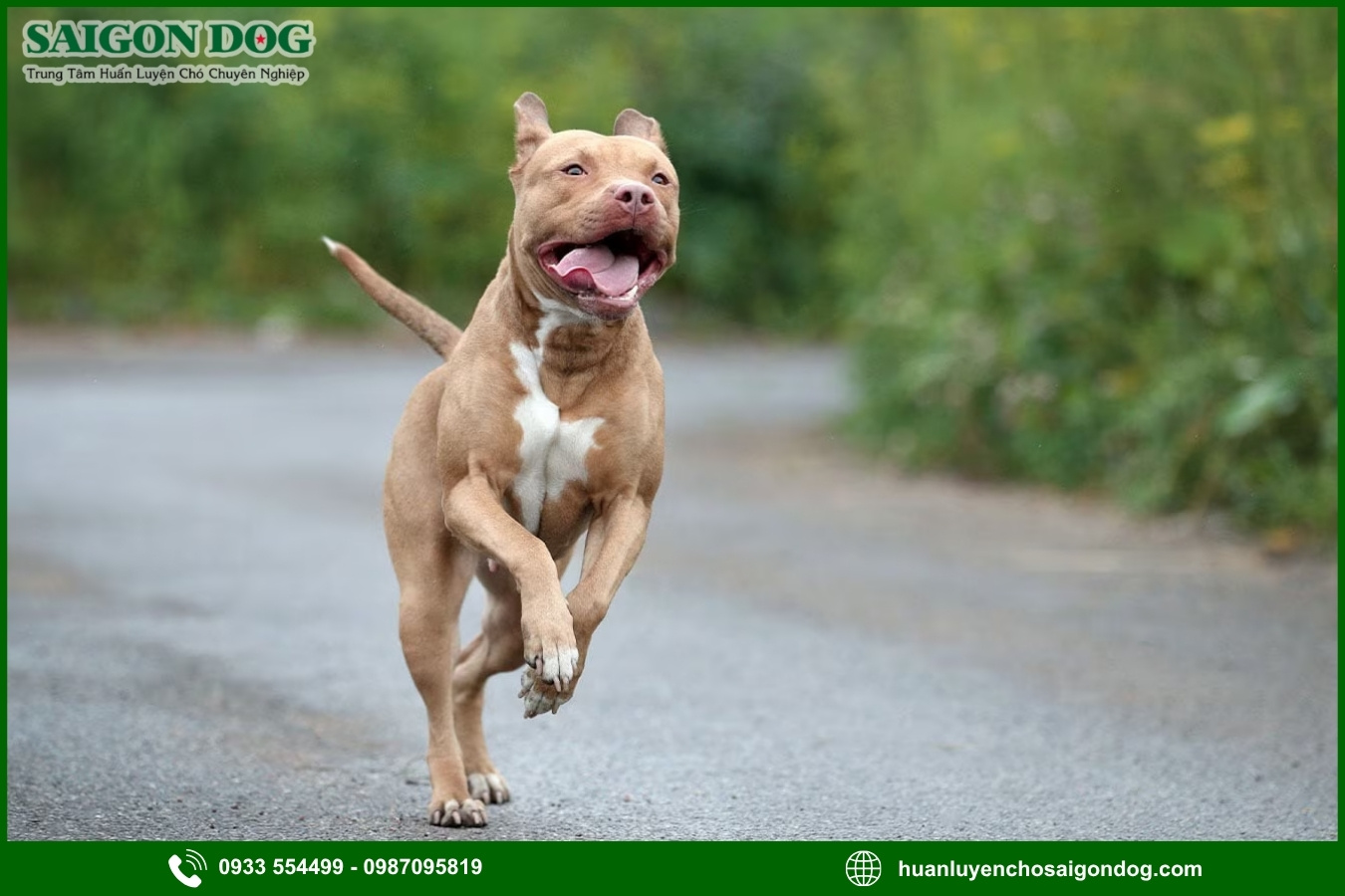 Lợi ích của việc đào tạo tại trại huấn luyện chó Pitbull
