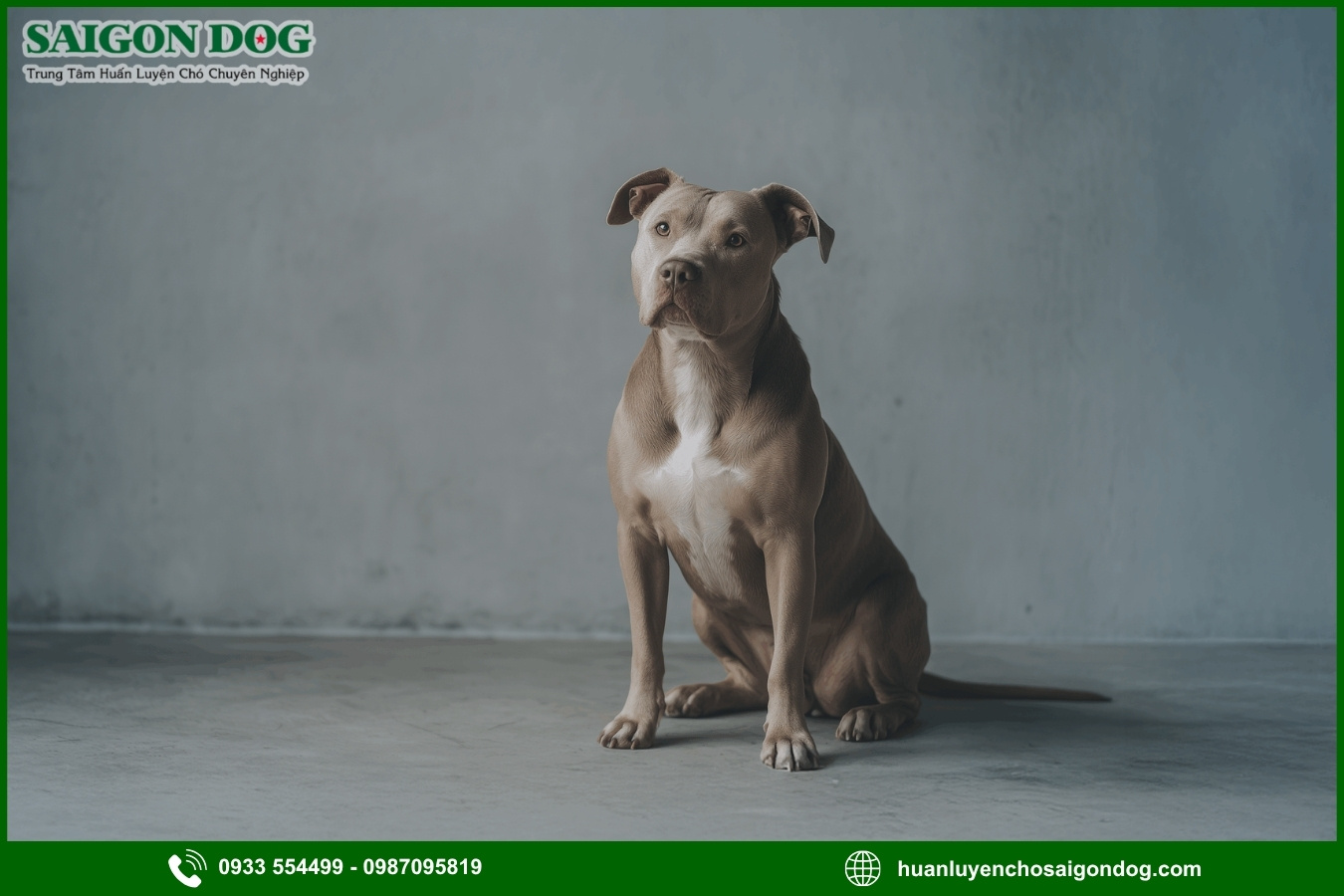 Lợi ích của việc đào tạo tại trại huấn luyện chó Pitbull